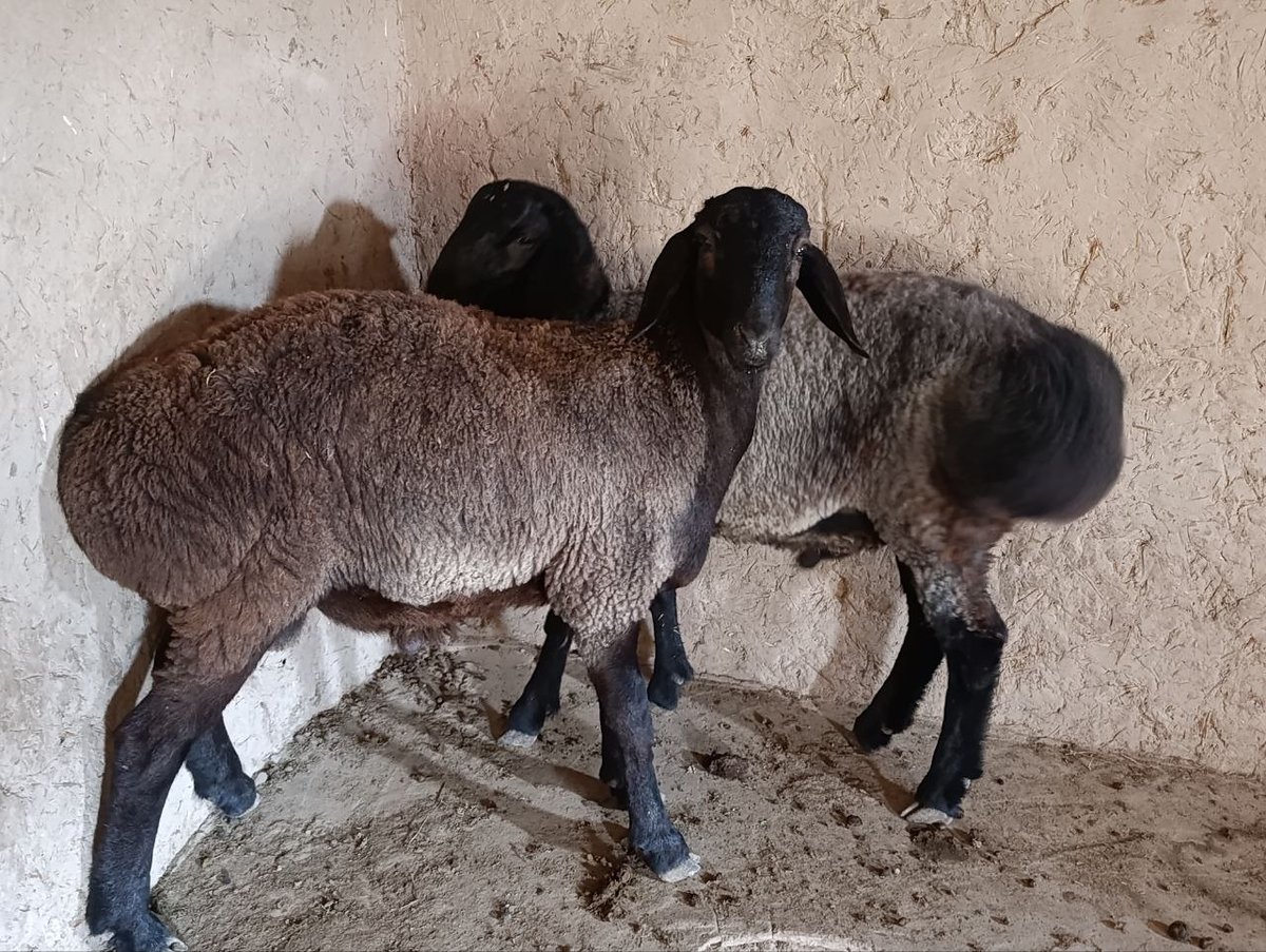2ta quchqor sotiladi — Qashqadaryo