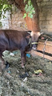 Buqacha sotaldi toshkenda yep ichshlar yaxsh 21000.000 kam… — Toshkent