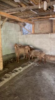 1 ta qo’chqor 2 ta soliq — Andijon Viloyati Izboska tumani