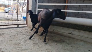 NAMANGANDA ZOTI TOZA XSORI ONA BOLA QO'YLAR KELDI 🐑✨ 1.TA… — Namangan