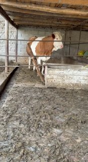 Simental huanjin sotladi 8 oylik bogoz boyi 160 sm — O'zbekiston