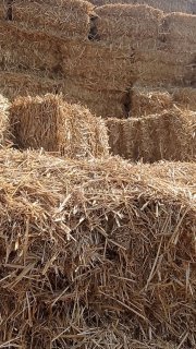 Тошкент сомон прес 90+бакват богламли. Майин тоза чупсиз.… — Toshkent