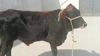 Киргиз швет букамиз сотилади — O'zbekiston