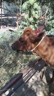 Хуножин сотилади буйи 95см нархи 8500 наманган — Namangan