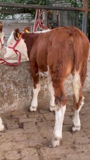 Sotiladi 2 dona semrntal — Margilon