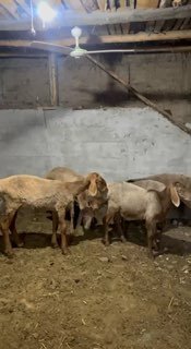 Shu qo’ylar sotiladi — Andijon viloyati Izboskan tumani