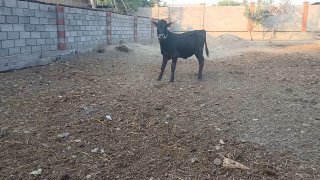 Шивет novos sotiladi бойи 110+ — Namangan