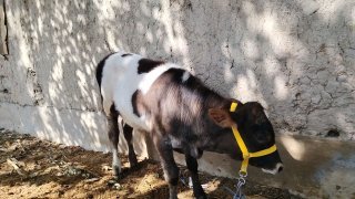 Assalomu alaykum manashu buqamiz sotildi bo'yi 90 + pullari… — O'zbekiston