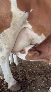 Simmental buqacha (Rossiya) — Namangan