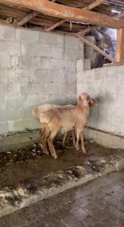 Shu qo’ylar sotiladi — Andijon viloyati Izboskan tumani