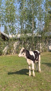 SMETAL GBRIT XONAJIN MARGILONDA 4 OYLIK MARGILONDA 95 813… — O'zbekiston