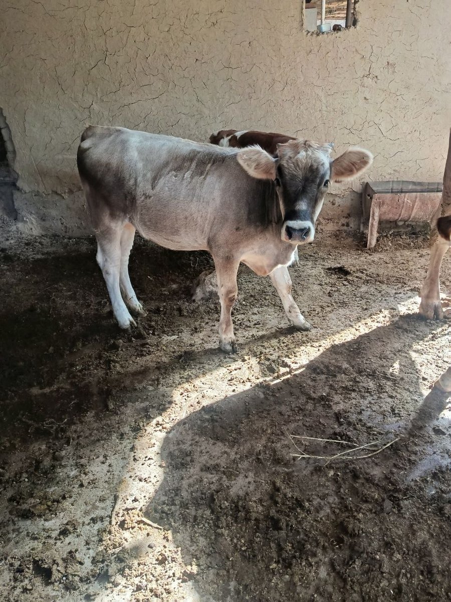 Shvet gʻunajin sotiladi 5oylik 20mln 700821045 — O'zbekiston
