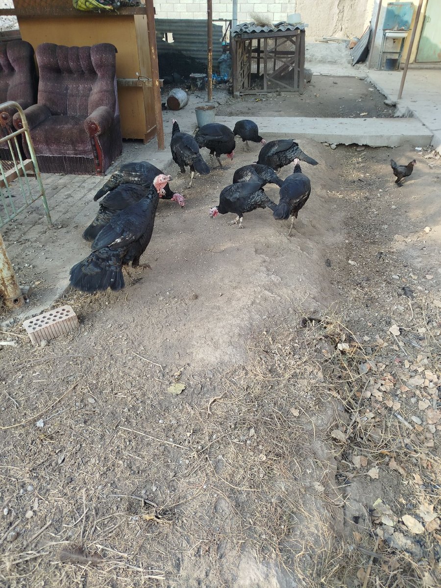 Parranda — Andijon viloyati