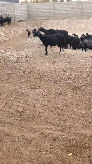 Chorva mollari — O'zbekiston