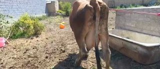 Assalom alikum Ona bola Sigir bolasi Navvas zuridan 6 oyli… — O'zbekiston