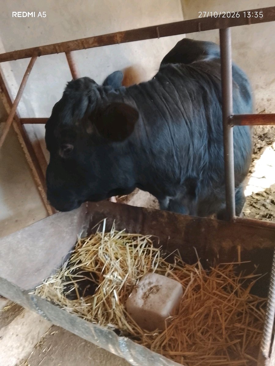 Novvos — Toshkent viloyati, Yuqori Chirchiq tumani