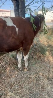 Sotladi SMENTAL — Andijon sh