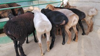 NAMANGANDA ZOTI XISOR QOZILAR KELDI 🐑✨ — Namangan