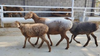 ZOTI TOZA ARASHAN EGIZCHI 🐑✨1.TA ONA BOLA — Namangan