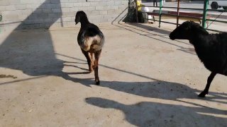 NAMANGANDA TIYANSHAN QOZILAR KELDI 🐑✨ — Namangan