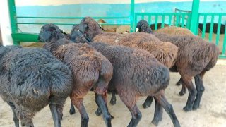 NAMANGANDA ZOTI TOZA XISOR SOVLIQLAR KELDI 🐑✨ — Namangan