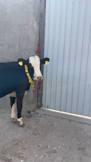Gibrit Buqa Sotiladi — Andijonda