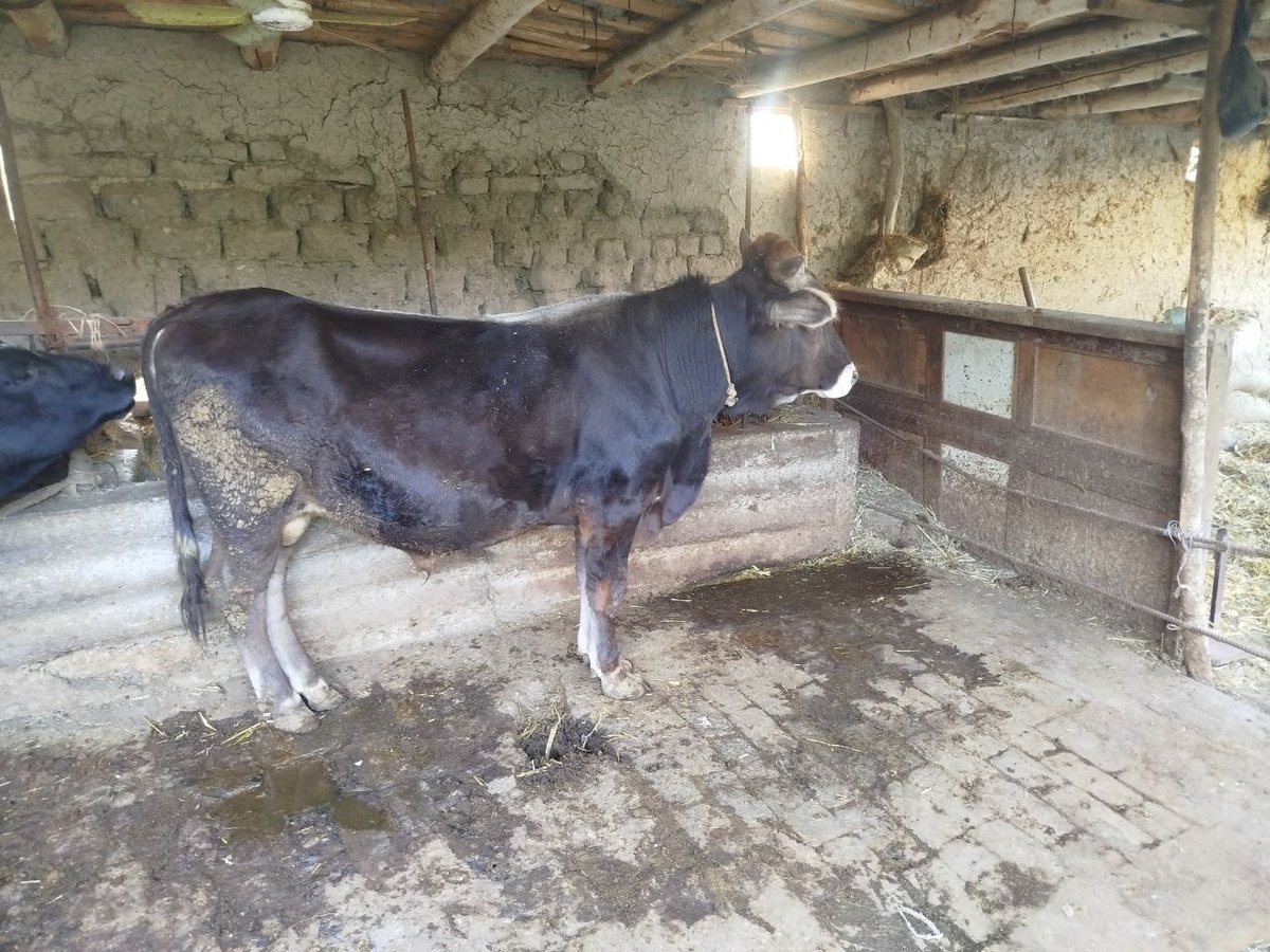 Novoslar sotladi boy 130 ga 125 soglom pul 55 milyon jupga — O'zbekiston