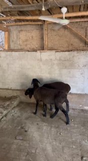 Shu egizchi yosh soliqlar sotiladi — Andijon viloyati Izboskan tumani
