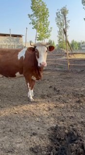 Simintal bogoz sotiladi 50 milyon kelishamiz — O'zbekiston