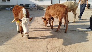 Simintal limuzin shuvet hunajinlar sotiladi — O'zbekiston