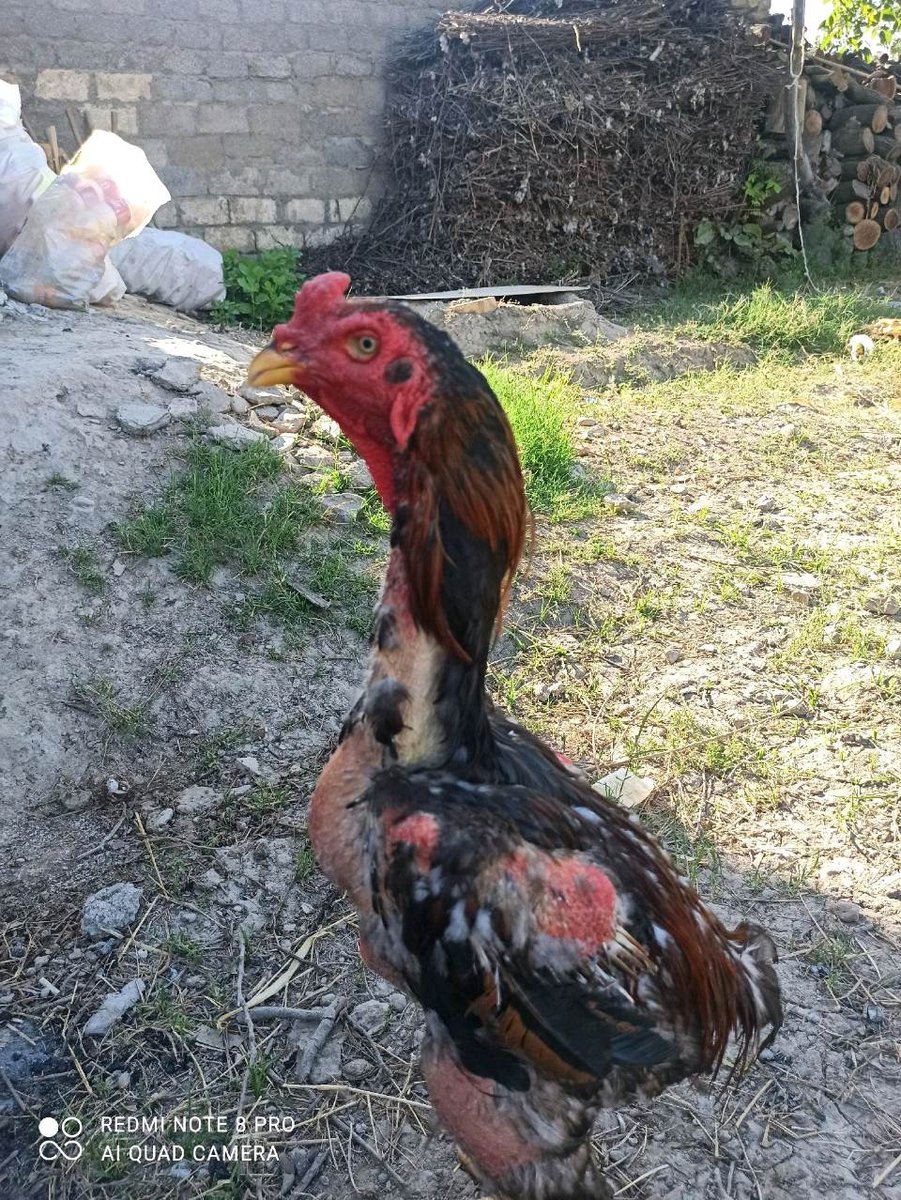 Parranda — Toshkent viloyati, Piskent tumani
