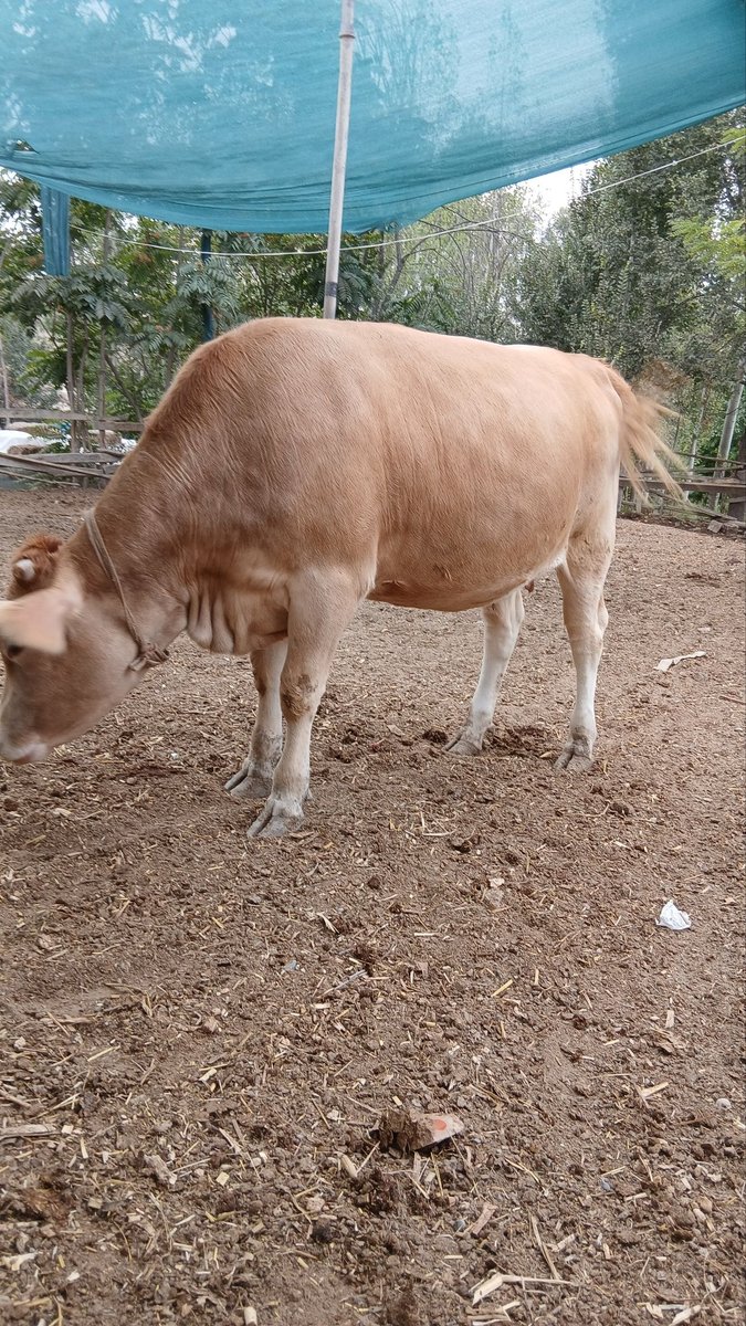 Shvet bugʻoz hunajin — Chimyon qishlogʻi