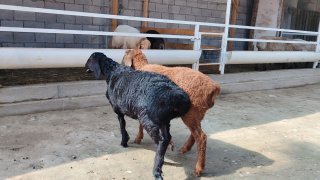 NAMANGANDA ZOTI TOZA XSORI QO'YLAR KELDI 🐑✨ — Namangan