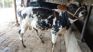 Dehqondan shu mollar sotiladi — Asaka Marqayuz