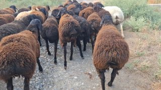 Qo'chqorlar sotiladi Optom — Sirdaryo