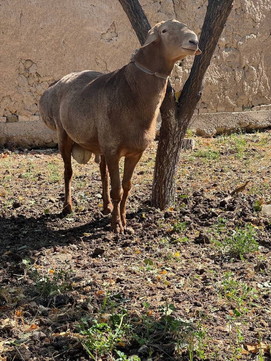 Кочкоримиз сотилади йоши Тор тиш тел 90.0370712 — O'zbekiston
