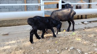ZOTI TOZA XSORI ONA BOLA QO'YLAR KELDI 🐑✨1.TA ONA BOLA — Namangan