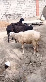 ASSALOMU ALEYKUM Gurupadoshlar — NAMANGAN TUMANI TEPAQORGON QISHLOGI
