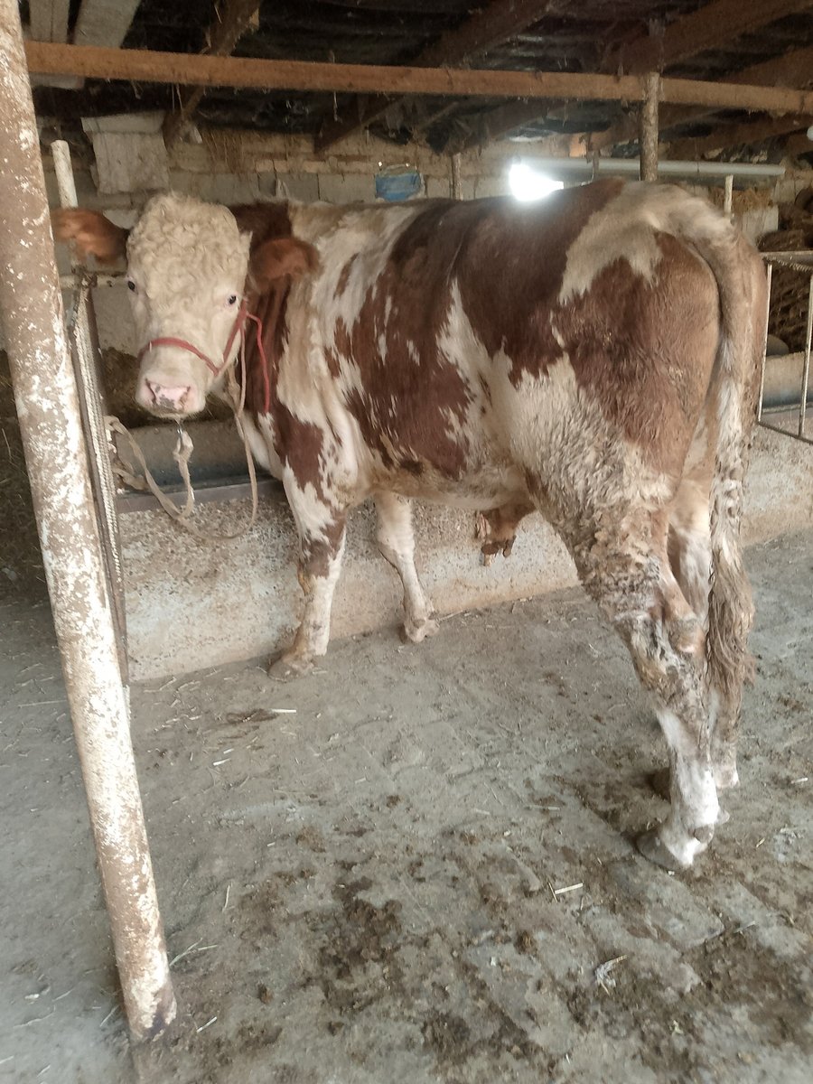 semintal buqa sotiladi — Sirdaryo