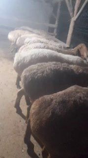 arashan sovliqlar sotladi 15 ta 1 joyga 7500 mly dan — O'zbekiston