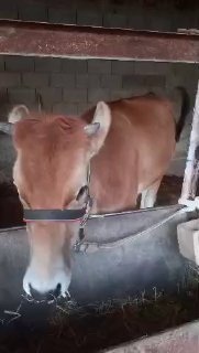 Chorva mollari — O'zbekiston