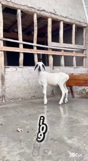 BUHARISKIY PARODA SOTUVDA — NAMANGANDA
