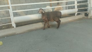 Sotiladi nasilga zoti arashan zotga qiziqalar uchun… — Namangan