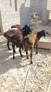 Quchqorlar sotiladi — O'zbekiston