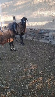 Sotiladi ikkovi — O'zbekiston