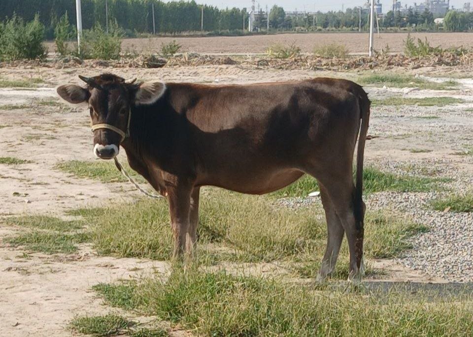 Shvet Hunajin Sotiladi — Andijon