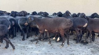 Xisori elita bugʻoz qoʻylar sotiladi narxi — O'zbekiston