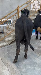 Sotladi Angus Mikkiymavus — Andijon sh. Bo’stonda