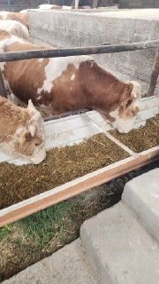Сменталлар сотилади Бухорода тарозигаям берилади келишиб… — Buxoro
