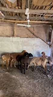 Shu qo’zilar sotiladi — Andijon viloyati Izboskan tumani